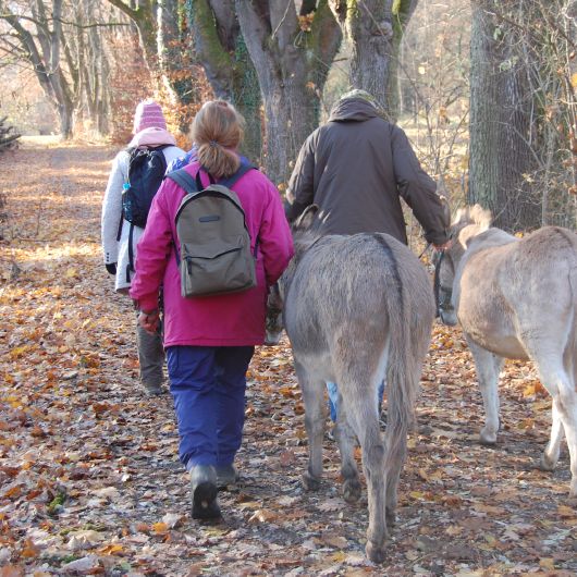 Mit den Eseln ging es durch den herbstlichen Wald. Jeder Teilnehmer, der wollte, durfte einen der vier Esel führen.