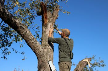 Geübt schlägt Arbeitsanleiter Daniel Scheffler mit einem Hammer den Nagel in den Baum auf der Streuobstwiese. Hier soll ein neuer Nistkasten für Fledermäuse aufgehängt werden.