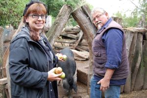 Christel Dziura-Hock und Armin Hock am Eingang des Wollschwein-Geheges. Im Spätsommer fressen die Wollschweine sehr gerne Äpfel.