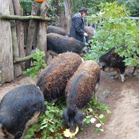 Auch Kürbisse und Blätter stehen auf dem Speiseplan der Wollschweine.