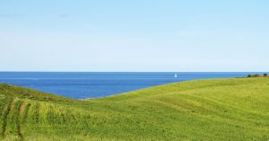 Das Bild zeigt eine Graslandschaft an der Küste der Ostsee. Auf dem Meer ist in der Ferne ein Segelboot zu sehen.