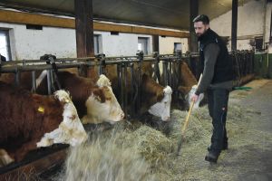 Die Ländliche Familienberatung hilft Landwirten in äußerst schwierigen Zeiten: Statt eigene Milchkühe zu halten, nimmt Christoph Rothhaupt heute Aufzugsrinder in Pension.	