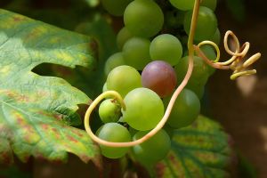 Das Bild "Erntezeit" zeigt eine Weinrebe mit Blättern und Trauben.