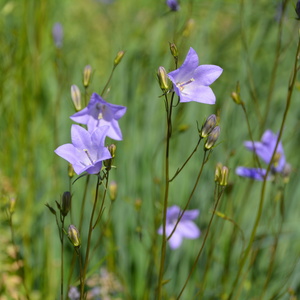 rundblättrige Glockenblumen