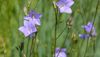 rundblättrige Glockenblumen