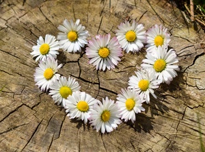 Herz aus Margeriten
