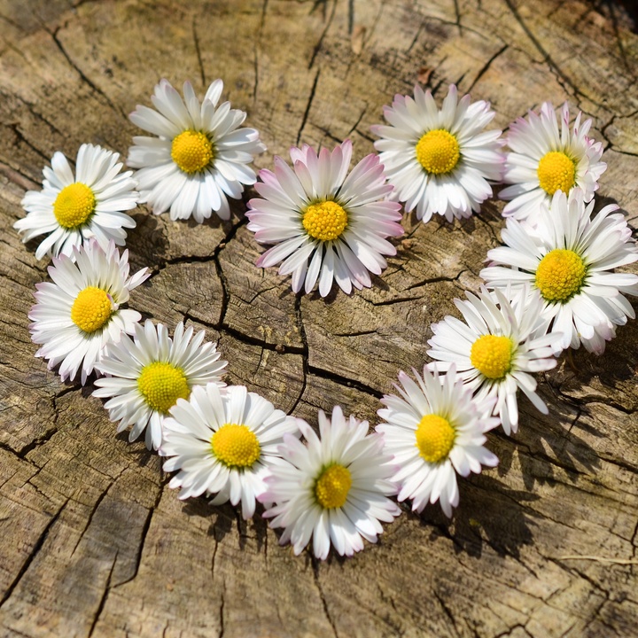 Herz aus Margeriten