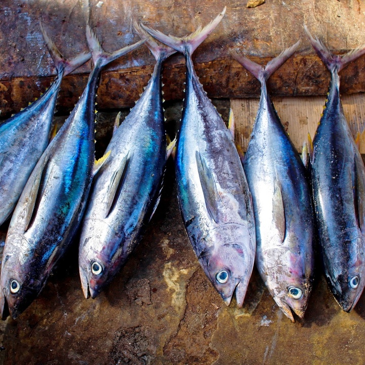 Fische