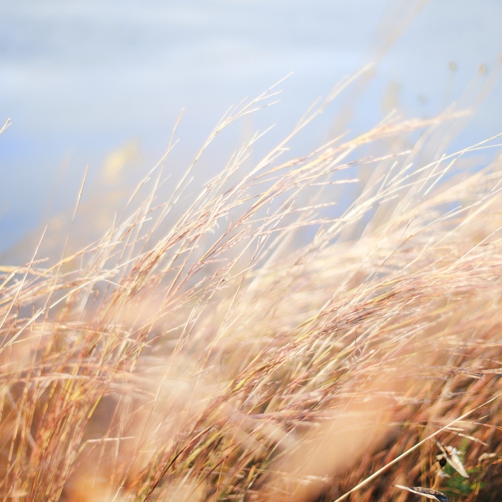 Gras