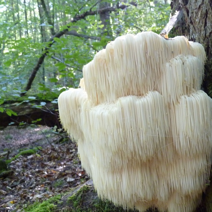 Das „Heiligenhölzchen“ ist ein vielfältiger Lebensraum. Auch der Stachelbart-Pilz kommt vor.