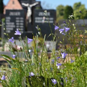 Rundblättrige Glockenblumen auf dem Grab